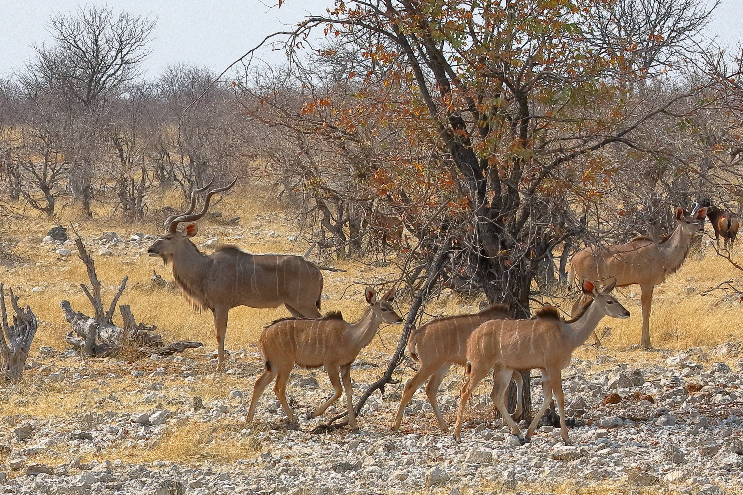 Kudu-Antilopen