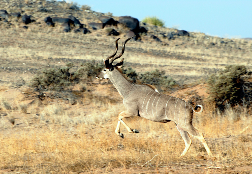 Kudu auf der Flucht