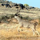 Kudu auf der Flucht