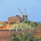 Kudu