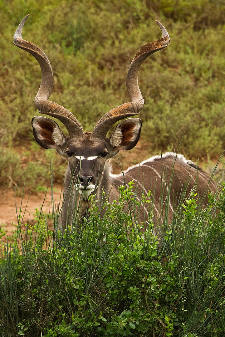 Kudu Foto Bild tiere wildlife s ugetiere Bilder auf Kudu Foto Bild tiere wildlife s ugetiere Bilder auf