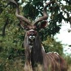 Kudu