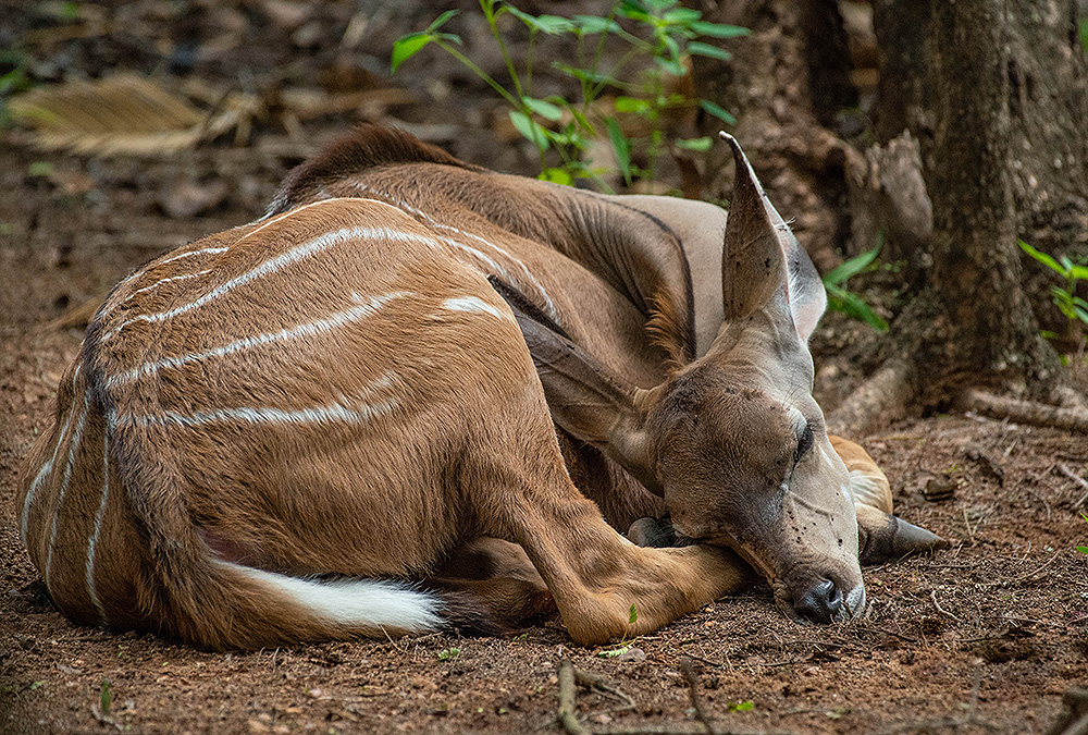 Kudu Baby