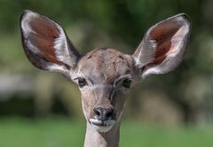 Kudu