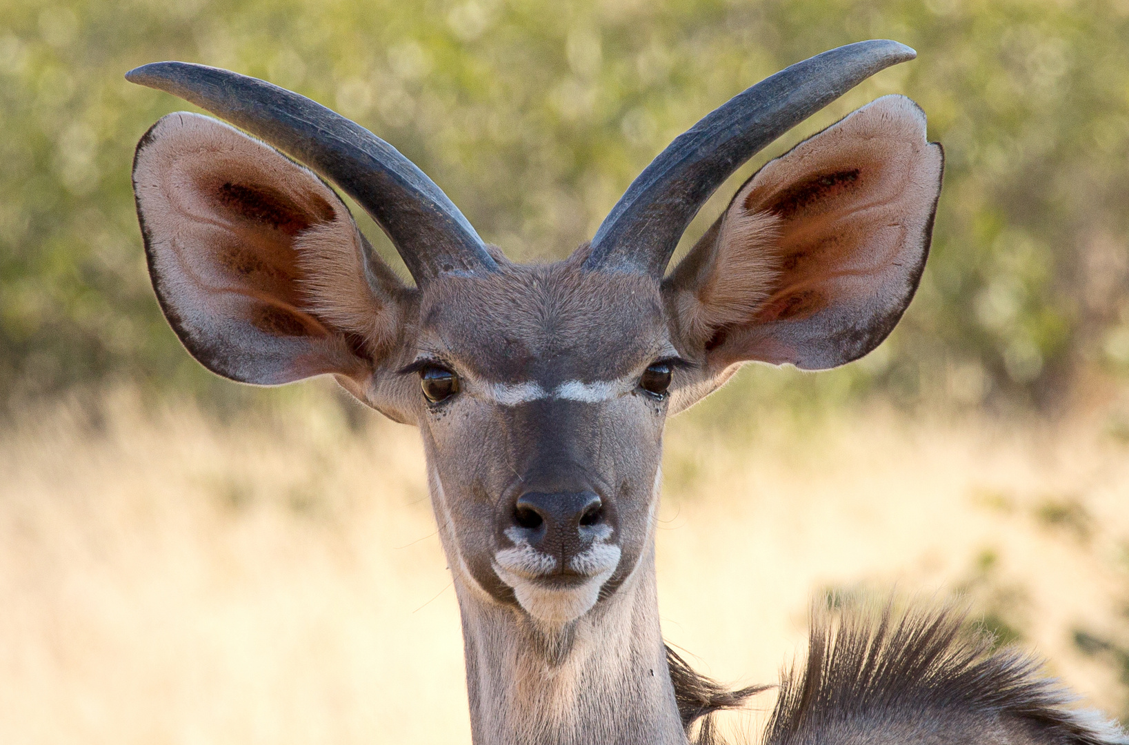 Kudu