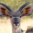 Kudu