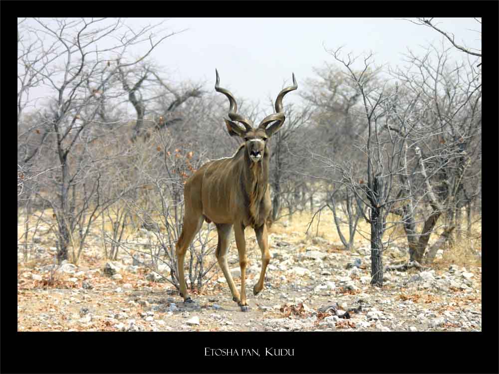 Kudu