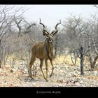 Kudu