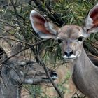 Kudu....