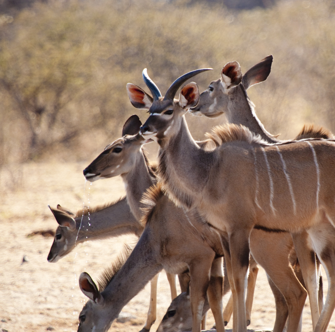 kudu