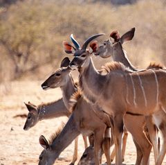 kudu