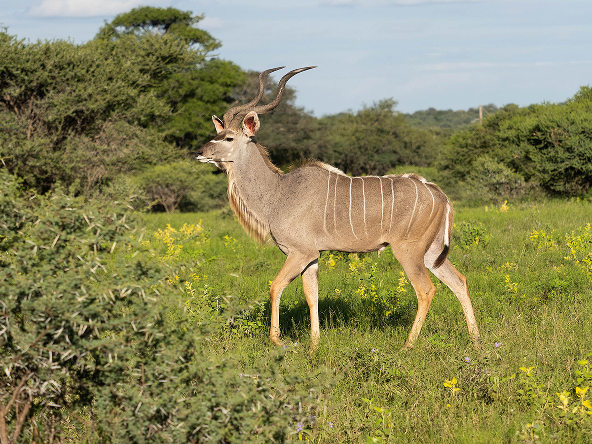 Kudu-Bock