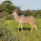 Kudu-Bock