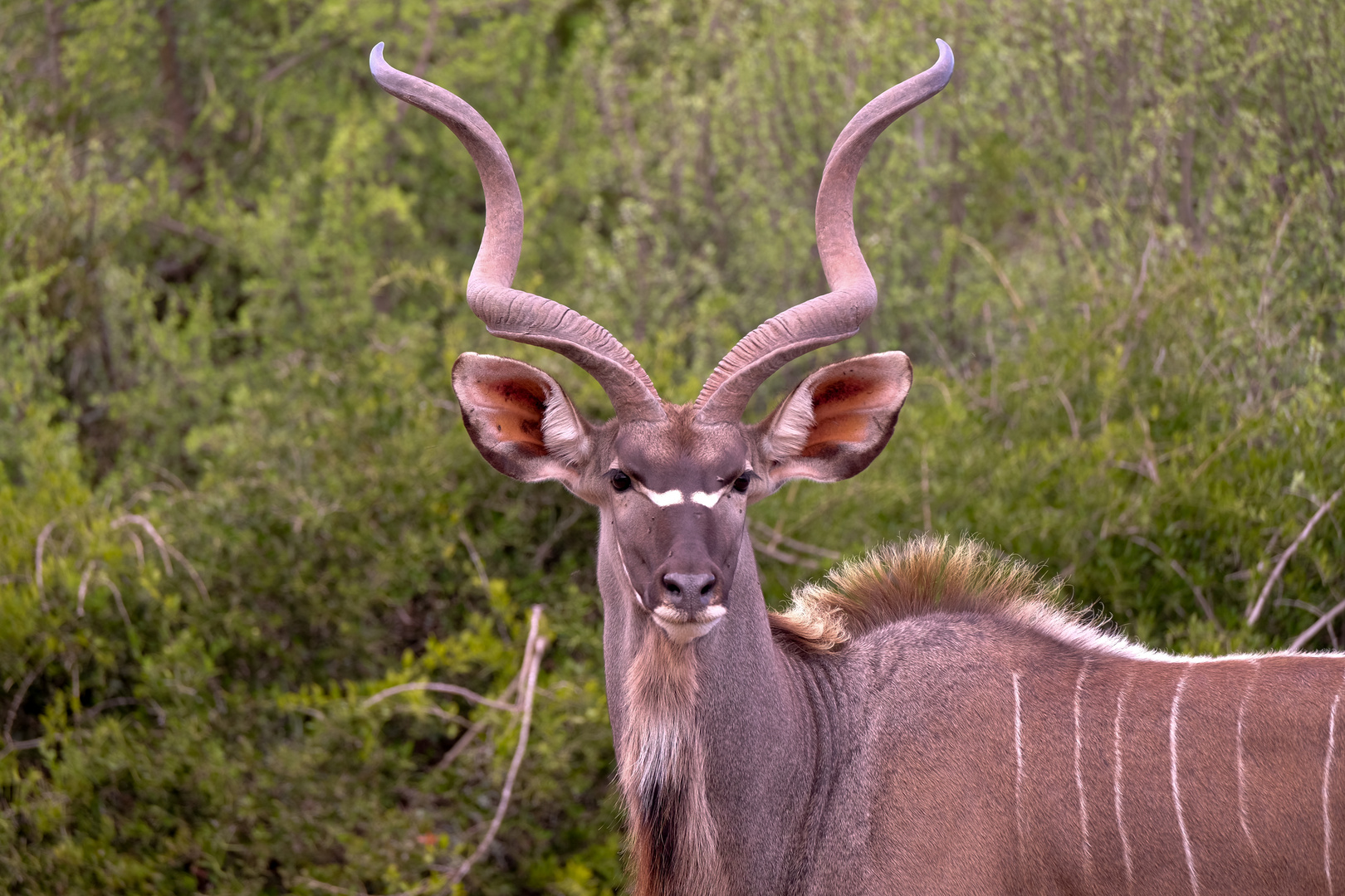 Kudu Bock