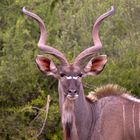 Kudu Bock