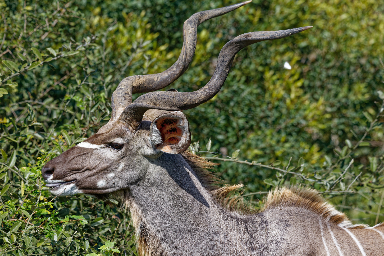 Kudu Bock