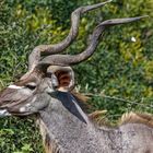 Kudu Bock