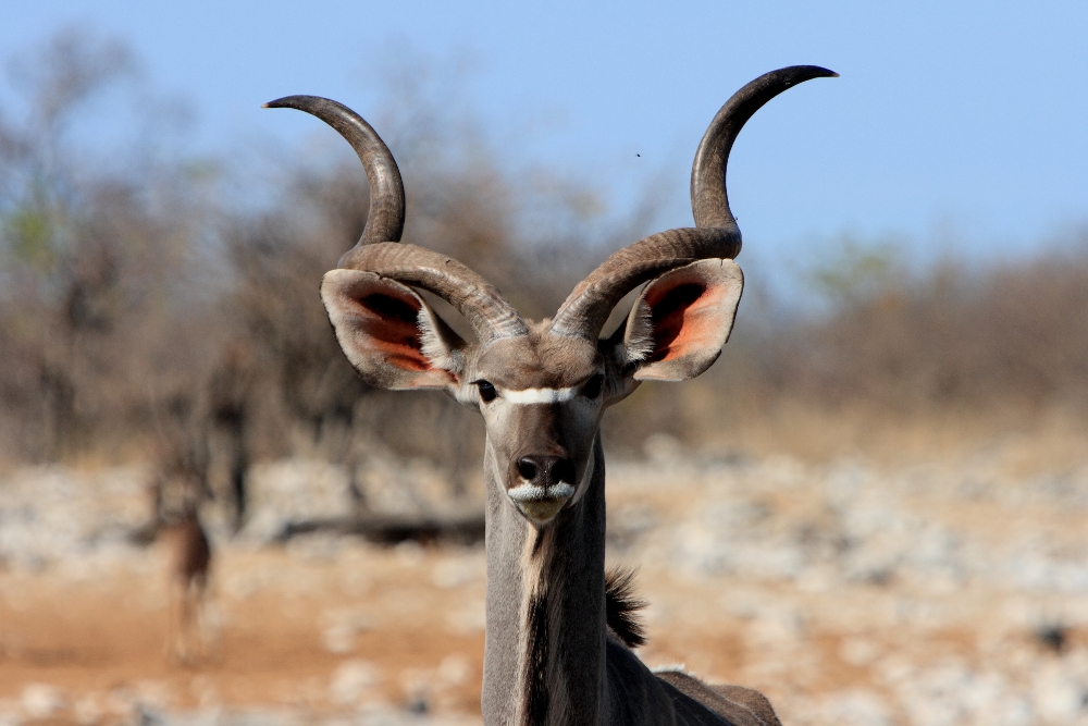 Kudu Bock