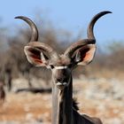 Kudu Bock