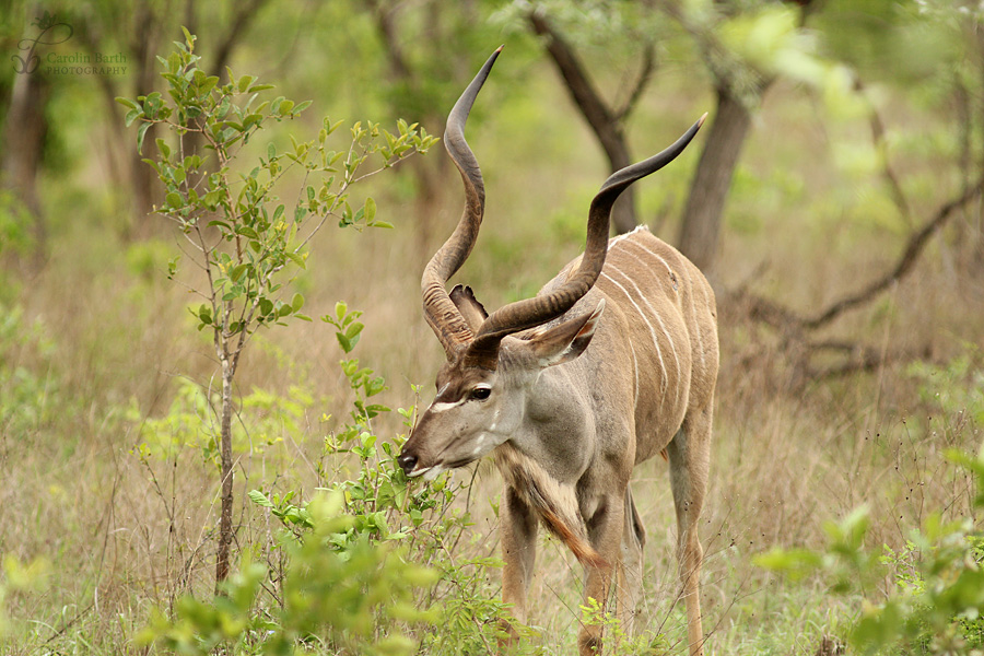 Kudu-Bock