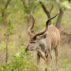 Kudu-Bock