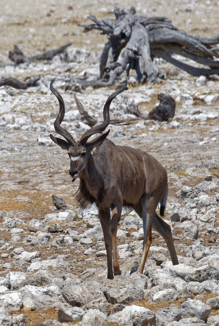 Kudu Bock