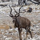 Kudu Bock