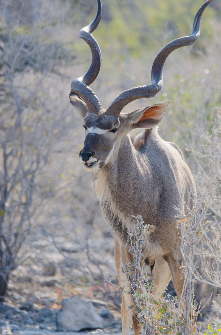 Kudu-Bock