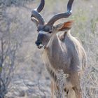 Kudu-Bock