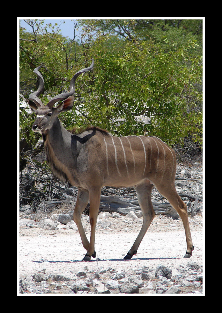 Kudu - Bock
