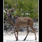 Kudu - Bock