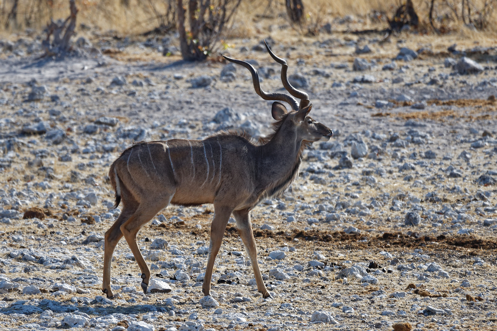 Kudu Bock_1