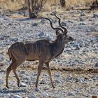 Kudu Bock_1