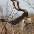 Kudu Bock_2