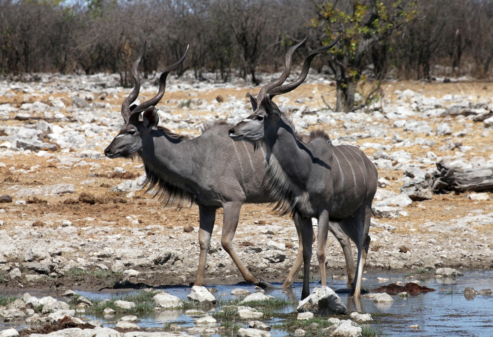 Kudu Böcke