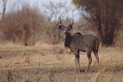 Kudu-Bulle