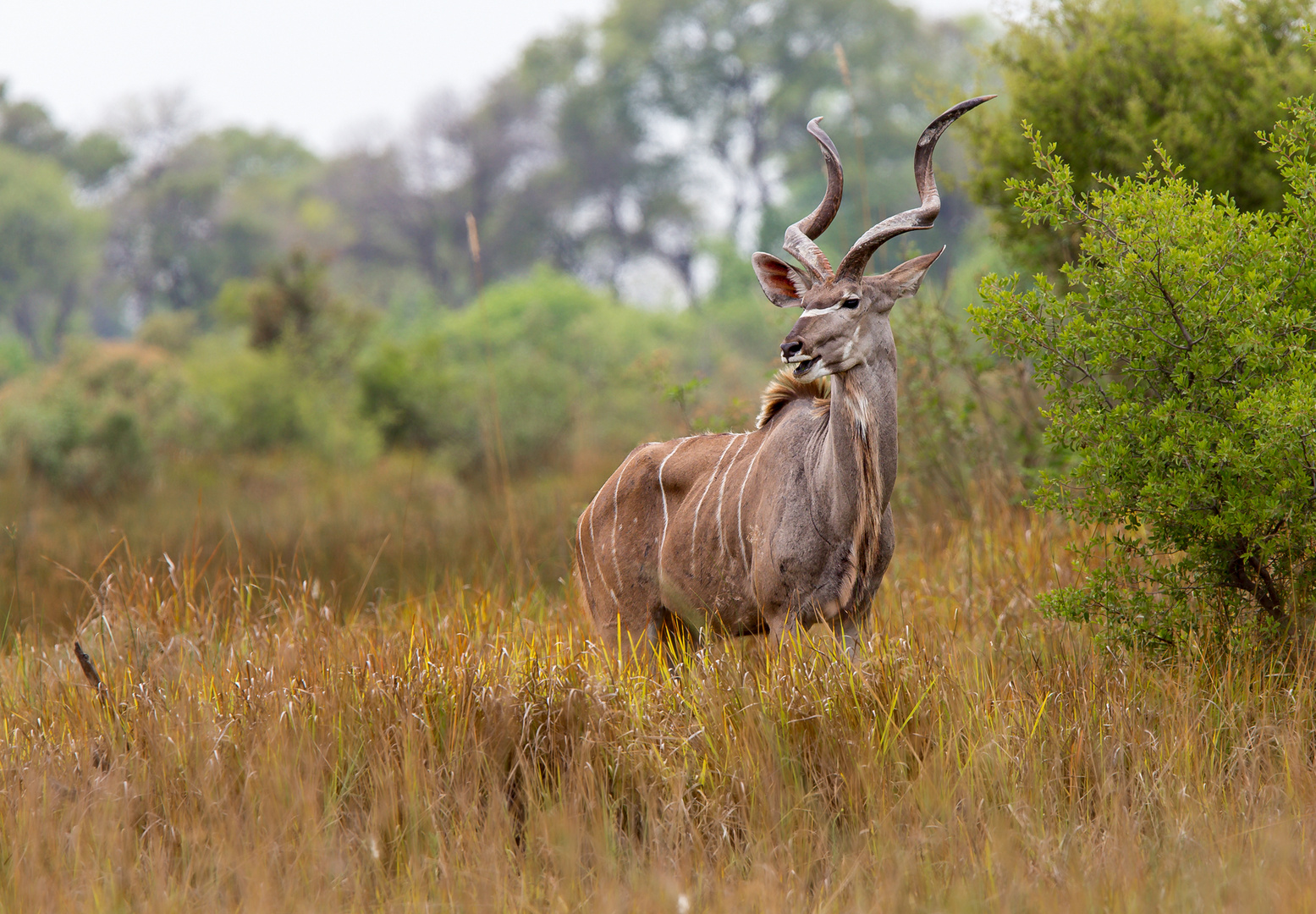 Kudu Bulle