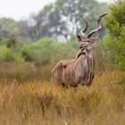 Kudu Bulle