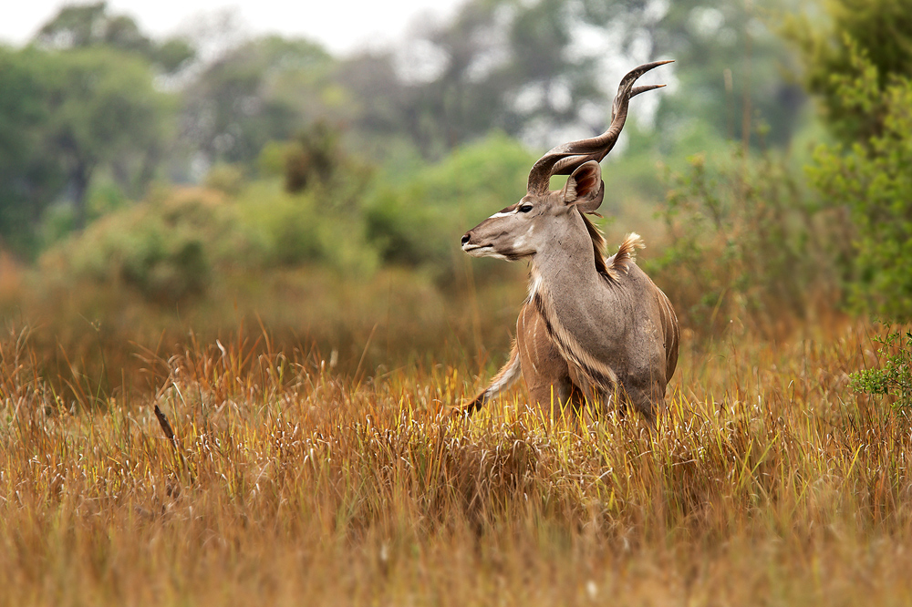 Kudu Bulle