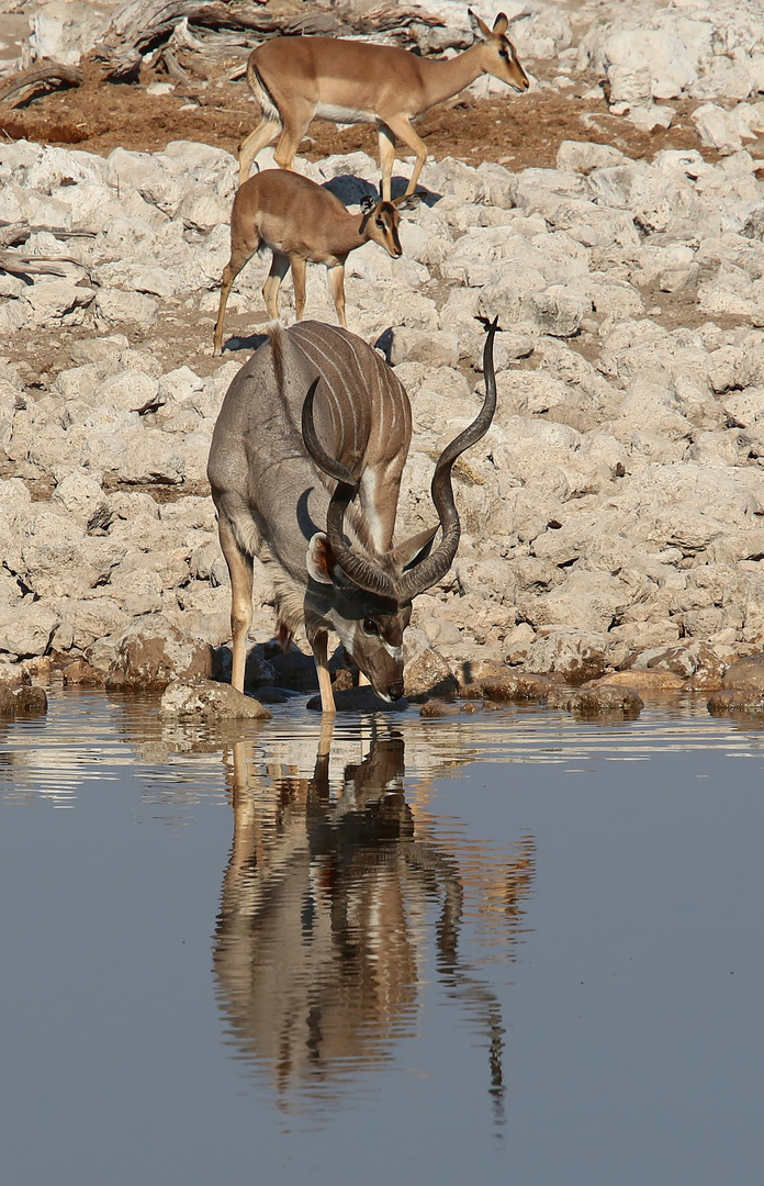 Kudu Bulle am Wasserloch