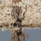 Kudu Bulle am Wasserloch