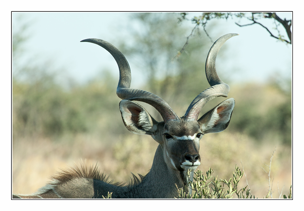 Kudu-Bulle