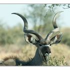 Kudu-Bulle