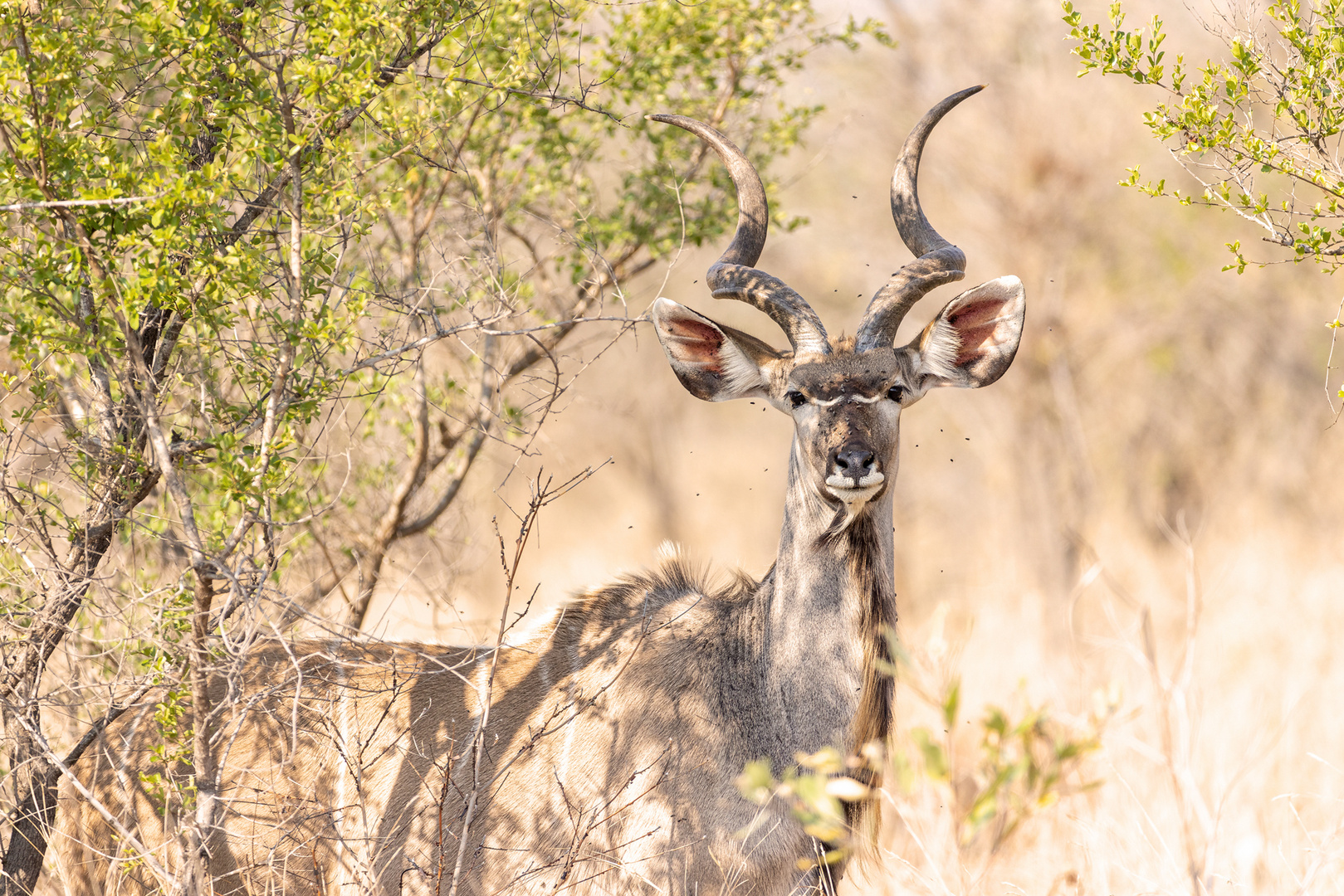 Kudu Bulle