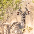 Kudu Bulle