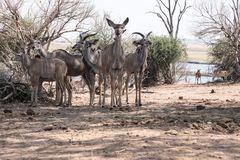 Kudu