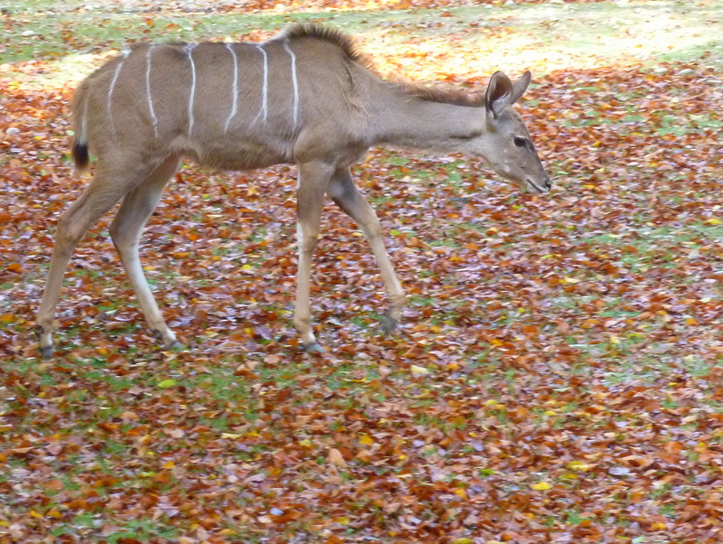 Kudu