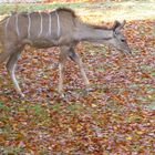 Kudu