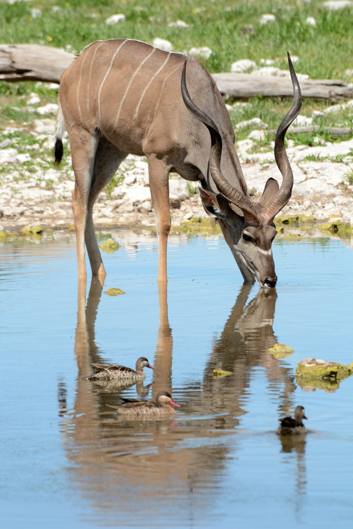 Kudu