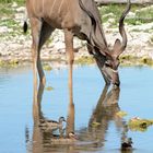 Kudu